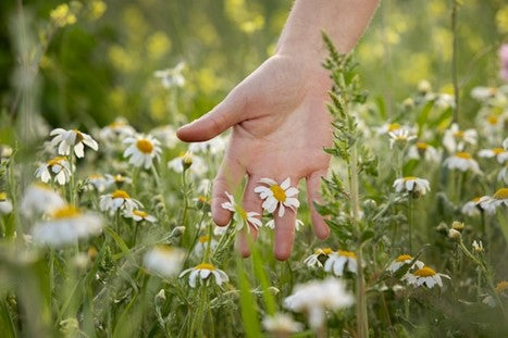 Hand touching flowers in field.