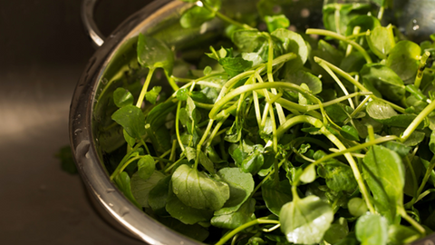 Bowl filled with watercress