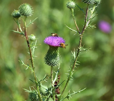 Milk Thistle.