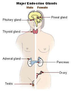 graphic representation of major endocrine glands in human body.