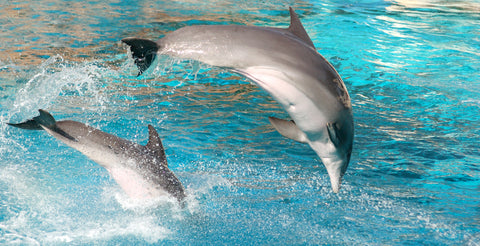 Dolphins swimming.