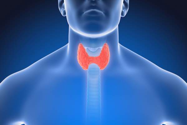 Graphic representation of thyroid in human body