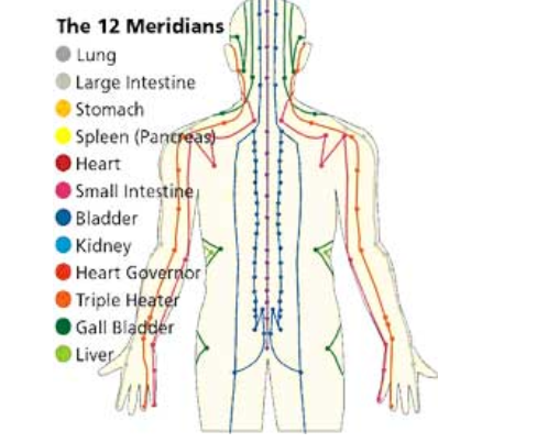 Graphic representation of the 12 meridians in the human body