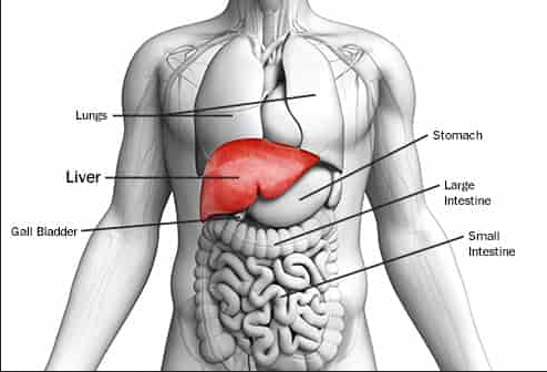 Graphic representation of liver in human body