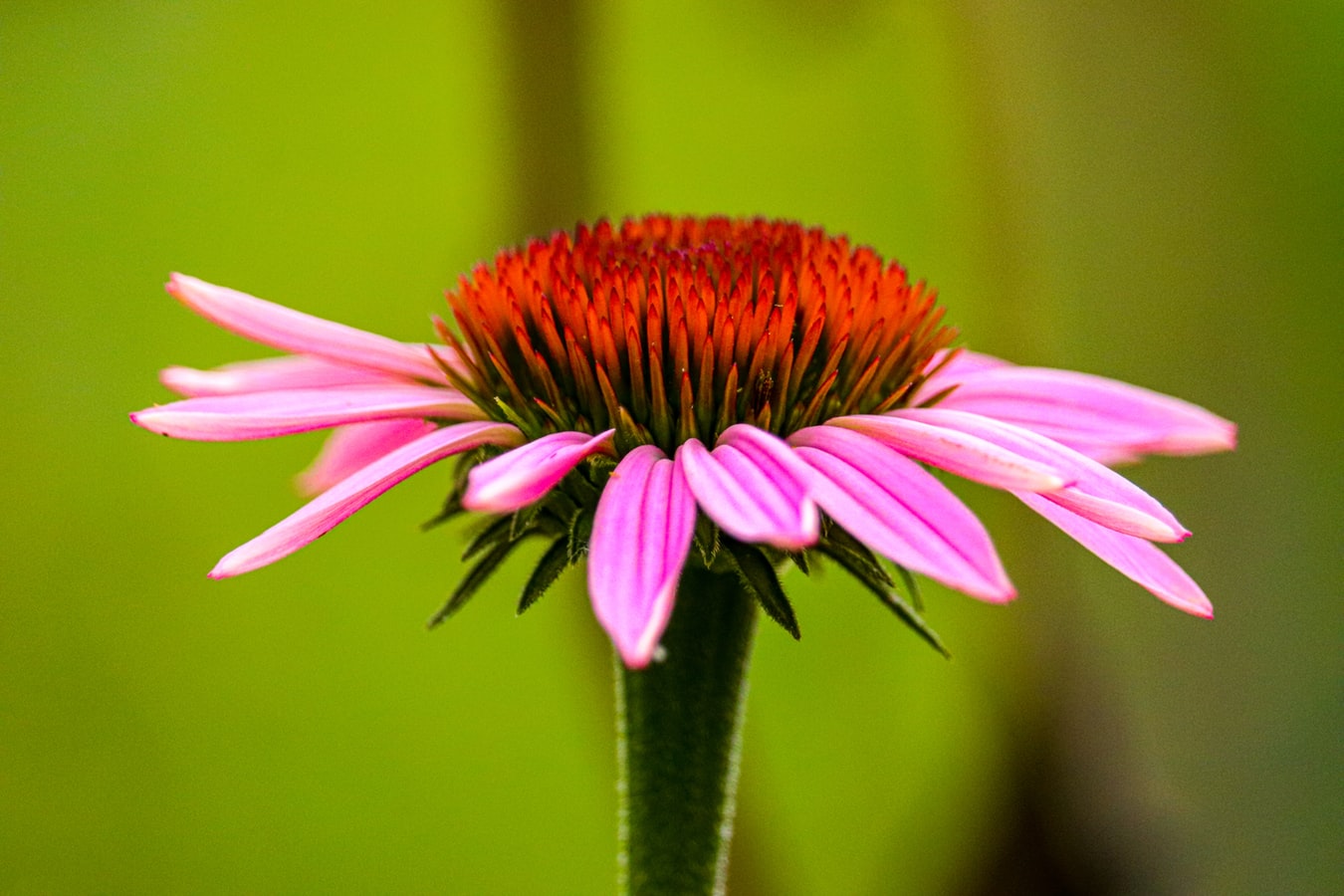 Echinacea flower