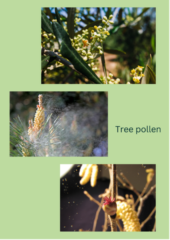 Tree polen