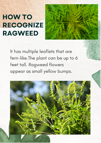 How to recognize ragweed