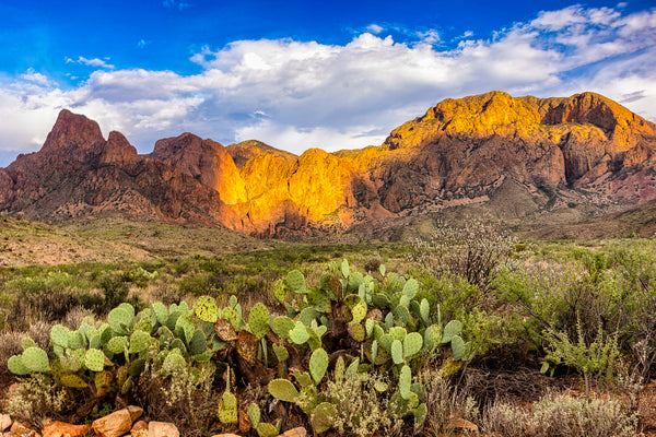 Big Bend National Park Puzzle with Chisos Mountains in the background and cacti in the foreground