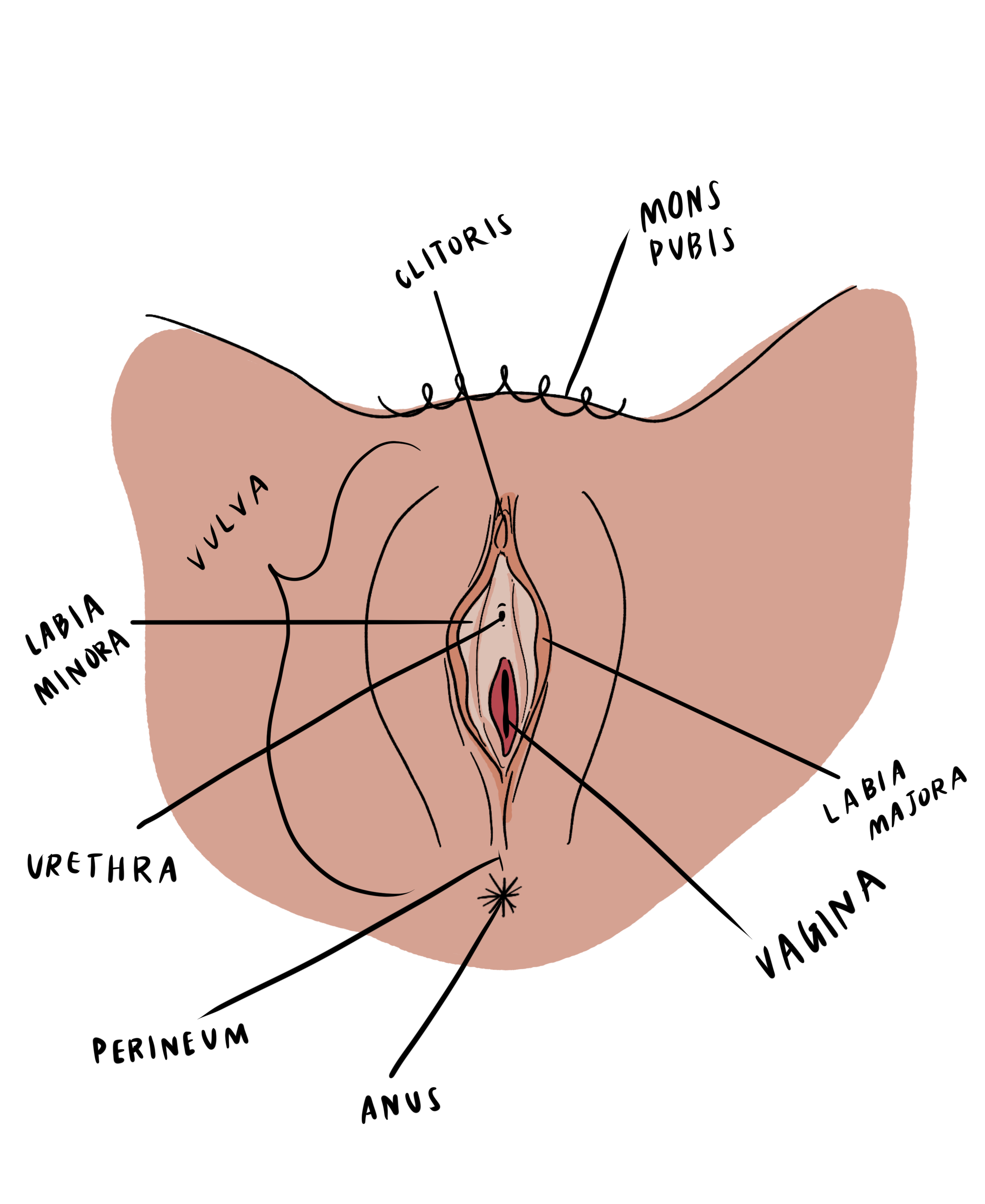 girl sexual parts diagram hd porn pic