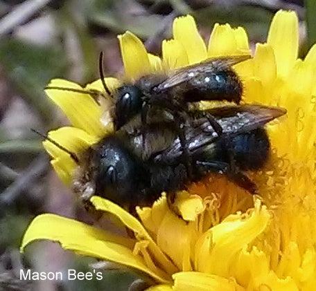 Mason Bees: Your Ultimate Guide to Nature's Unsung Garden Heroes!