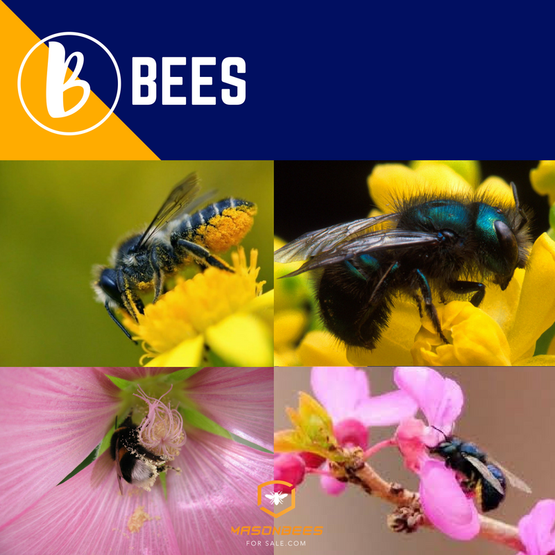 Are bamboo tubes causing mason bee Armageddon? - Honey Bee Suite