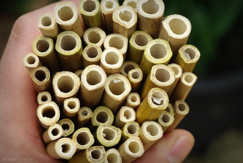 BeeTubes for Native Bees  Nesting Materials for Bee Houses