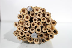 Blue Orchard Mason Bees