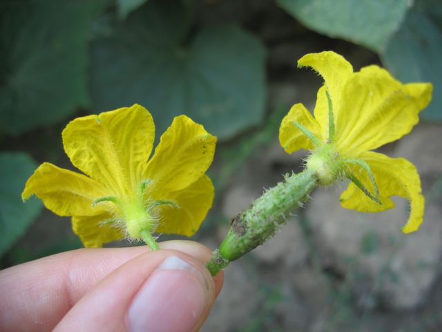 Hand/ Manual Pollination