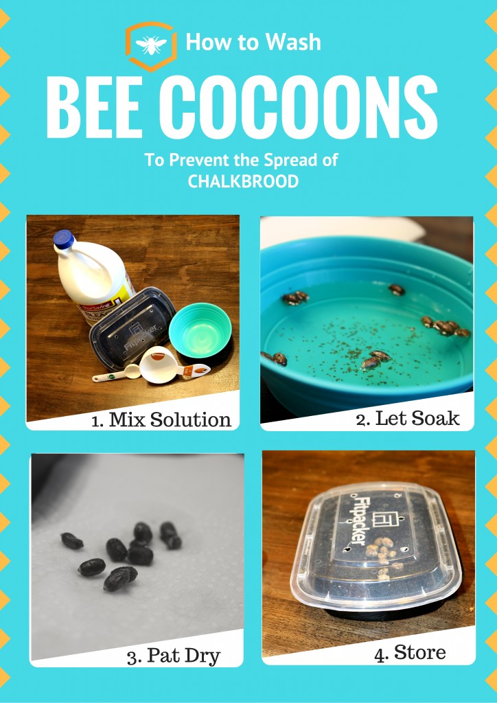 Bee Cacoons