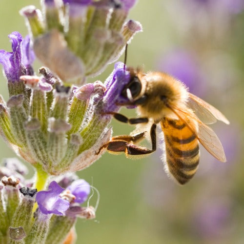 Honey Bee, colonizing