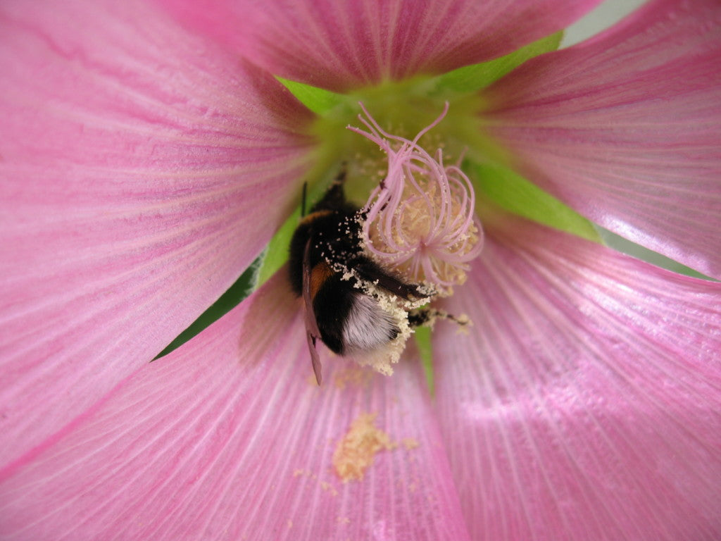 Bumble Bee Pollination in a Green House