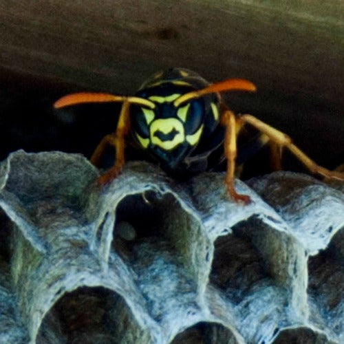 Wasp, the ones that give all bees a bad name