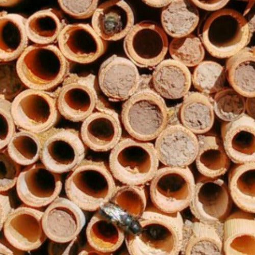 Bees House