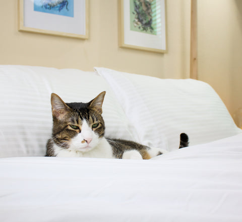 Cat sitting on bed with striped white sheets