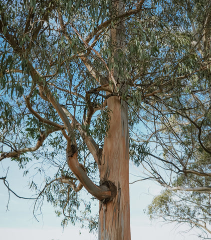 Sheets & Giggles eucalyptus trees are grown on biodiverse farms