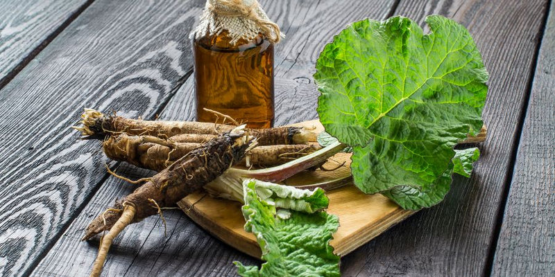 burdock nutrients arctium ageing aging algae