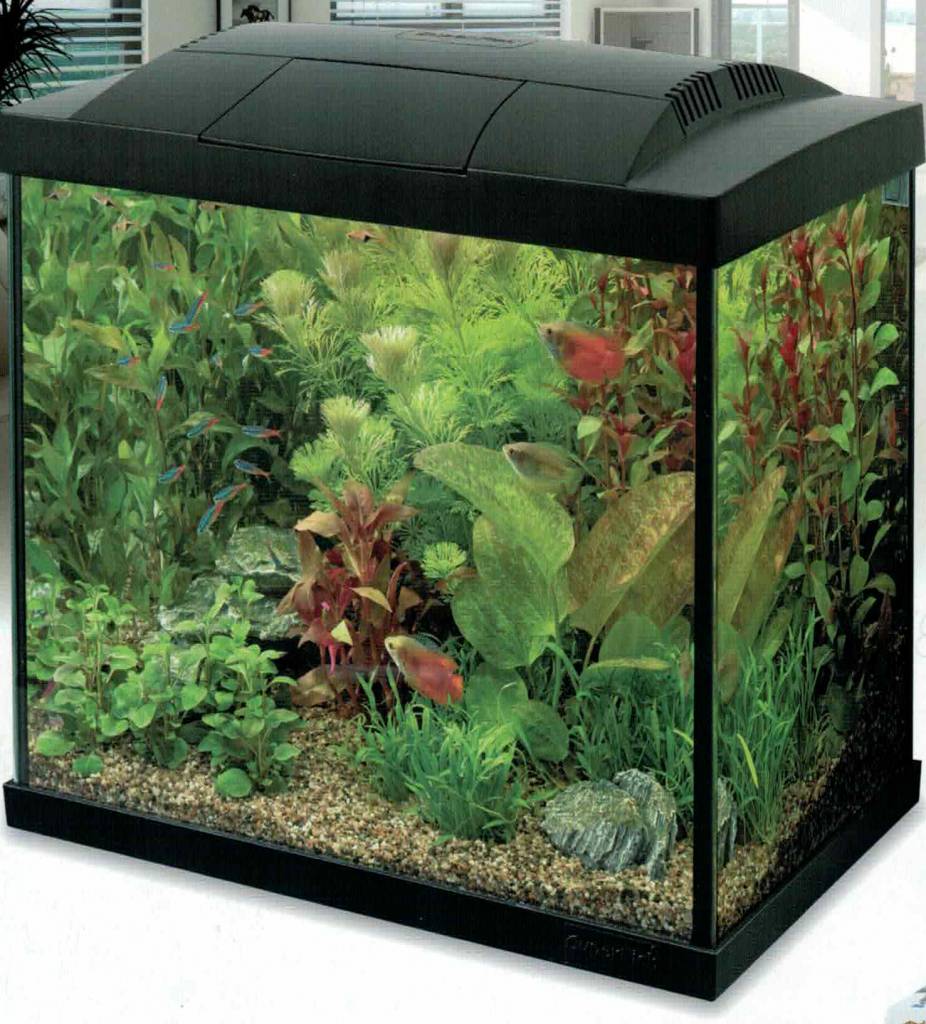 freshwater fish tank fish
