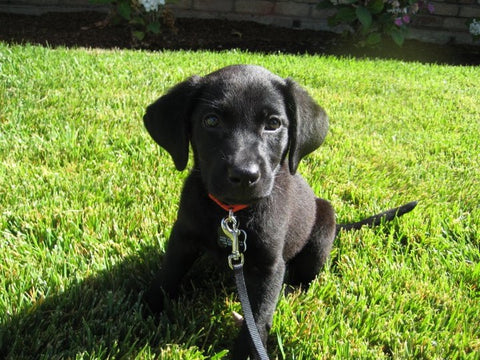 image of a black lab puppy