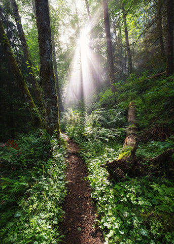 A beautiful woodland view of the sun peeking through the trees in Washington state