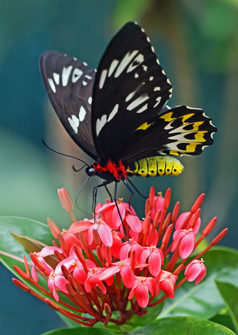 A black and yellow butterfly sitting on a red flower