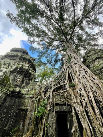 A Cambodian temple with tree roots growing all over it