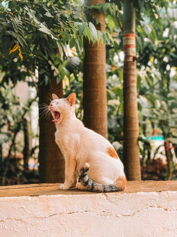 A cute cat yawning wide