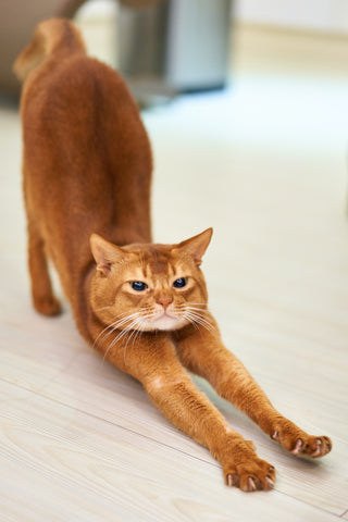 An orange cat stretches its legs