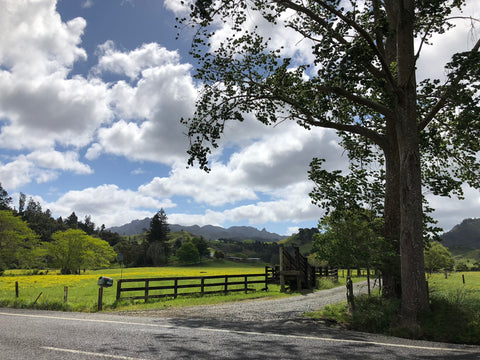 A beautiful country road leading to a property in New Zealand.
