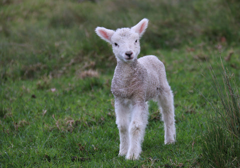 A baby lamb.