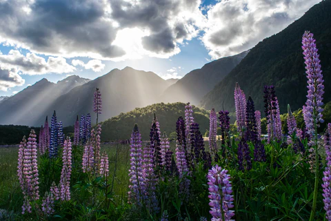 A field of beautiful purple flowers in New Zealand