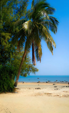A lush palm tree on a Caribbean beach