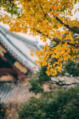 Ginkgo tree leaves in fall