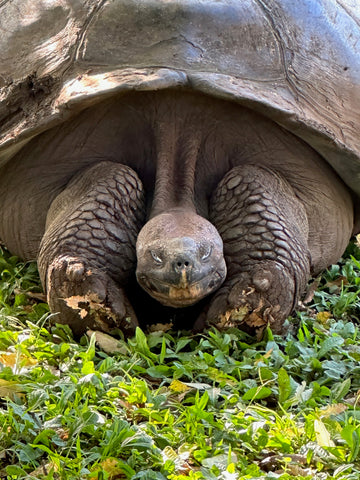 A 150 year old giant tortoise in the Galapagos Islands