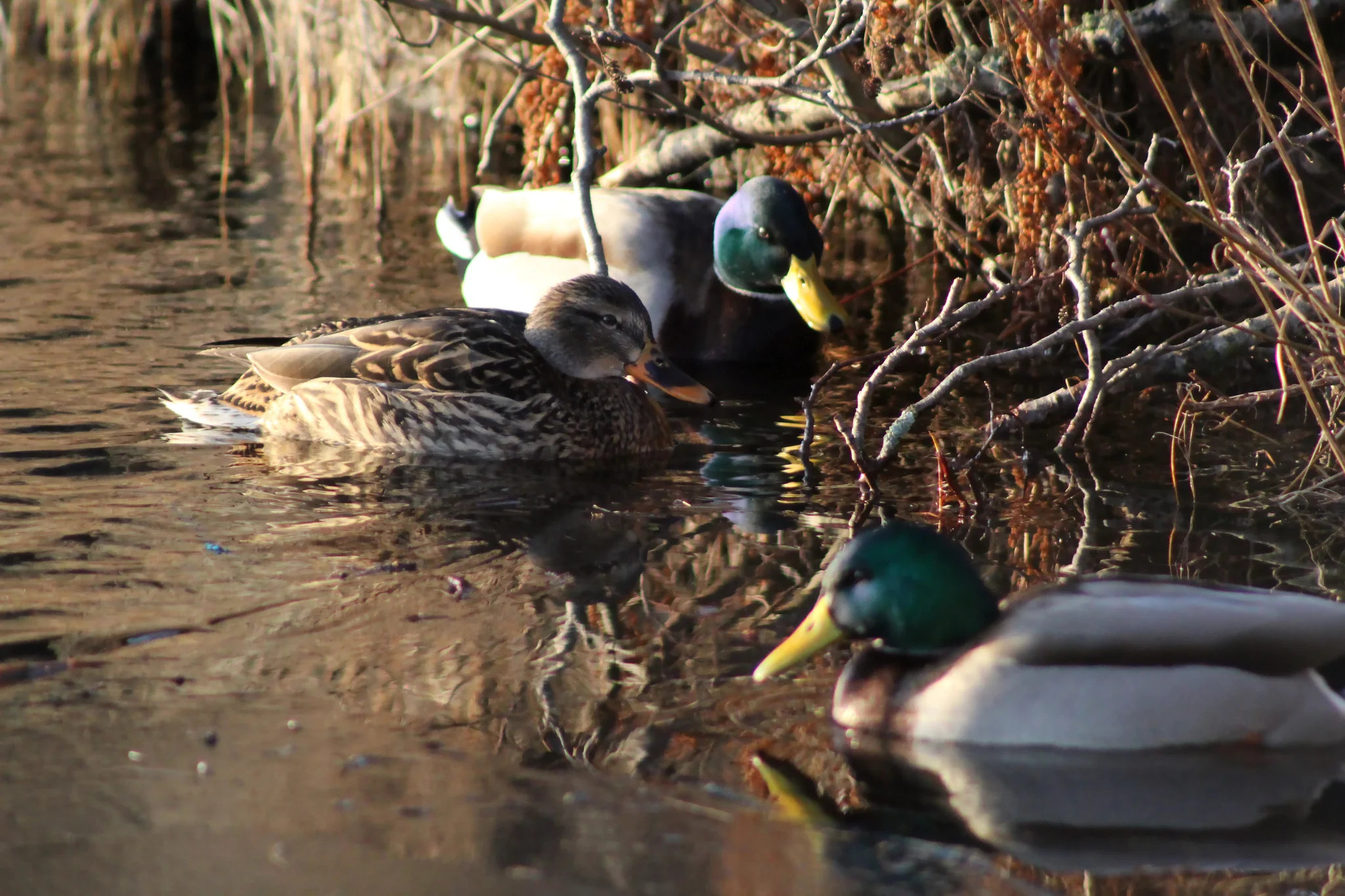 Three mallard ducks