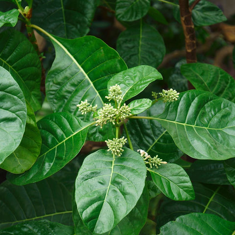 Cinchona Tree, Fever Tree