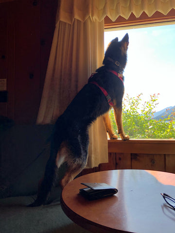 The dog waiting at the window