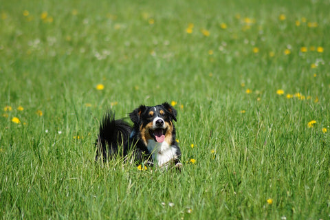 Dog Playing InTall Grass