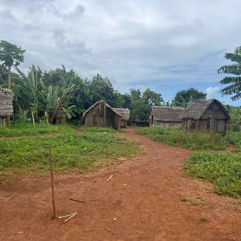 Smallholder vanilla agroforests in Madagascar with support trees for