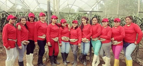 A vanilla green house in Ecuador and the women who care for the vanilla vines from Slofoodgroup