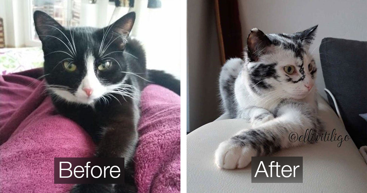 Cat Developed A Rare Condition That Changed Its Fur Color Over Time