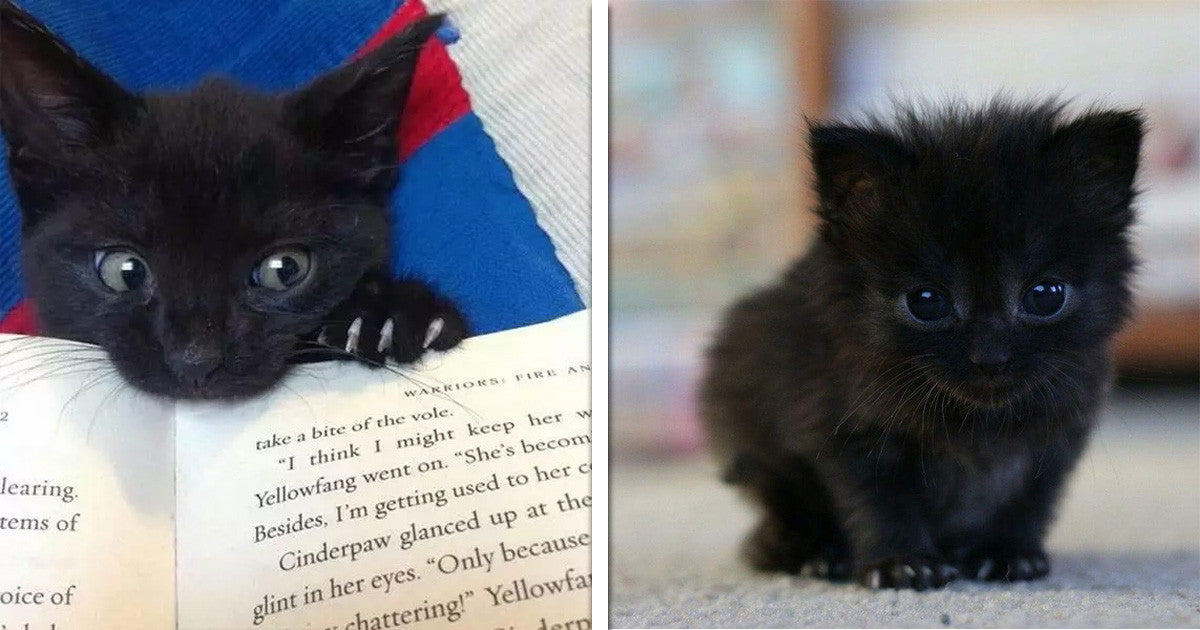 17 Reasons Why You Should Definitely Adopt a Black Cat ...