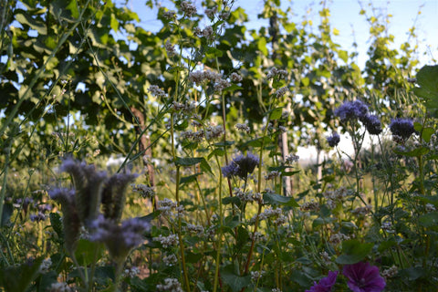 Diverse cover crop at organic Austrian producer, Christoph Bauer