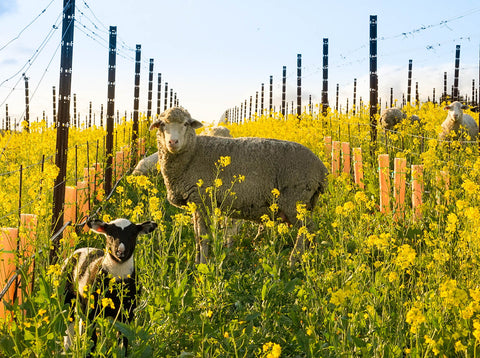 Sheep in vineyards at Ram's Gate Winery, California