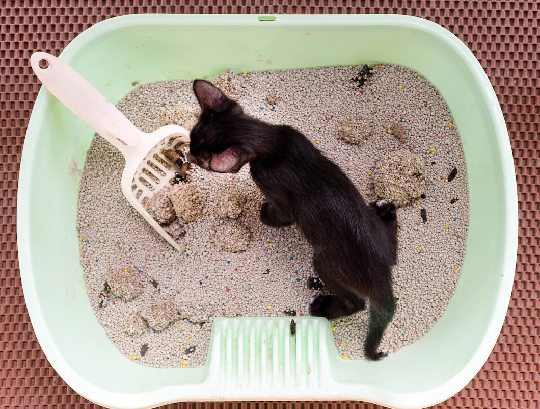 Caja de arena para gatos, cómo combatir su mal olor